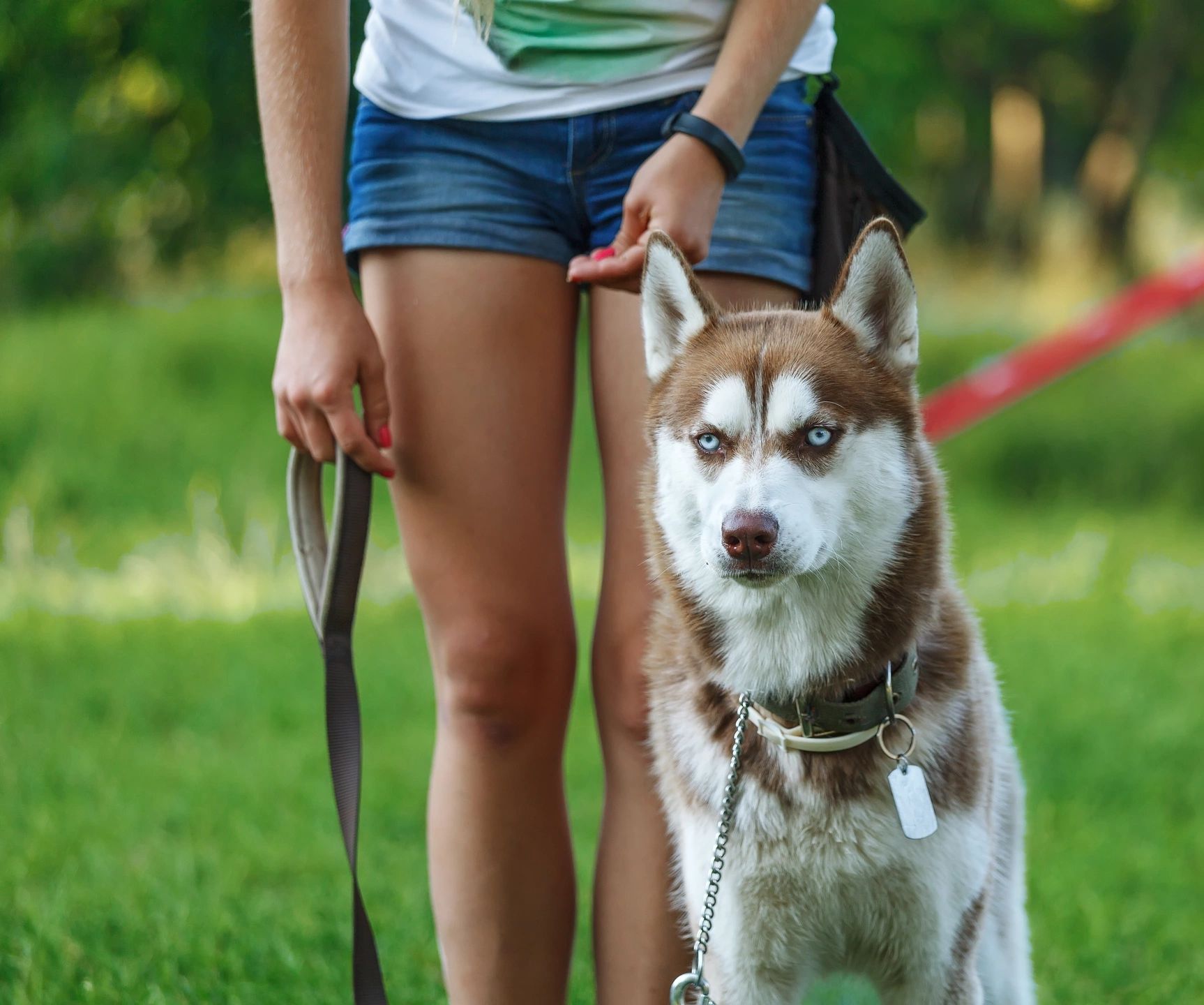 Dog learning to sit after stopping