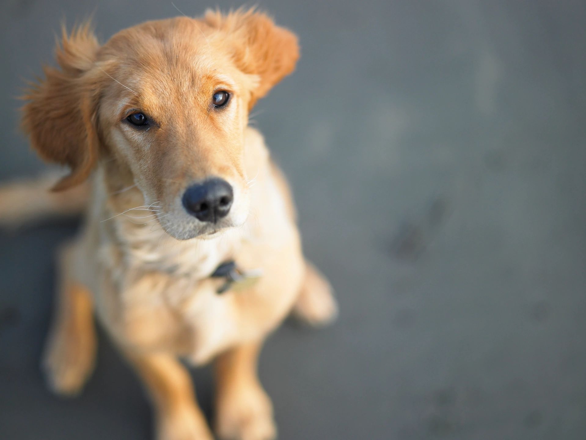 Dog learning obedience sit command