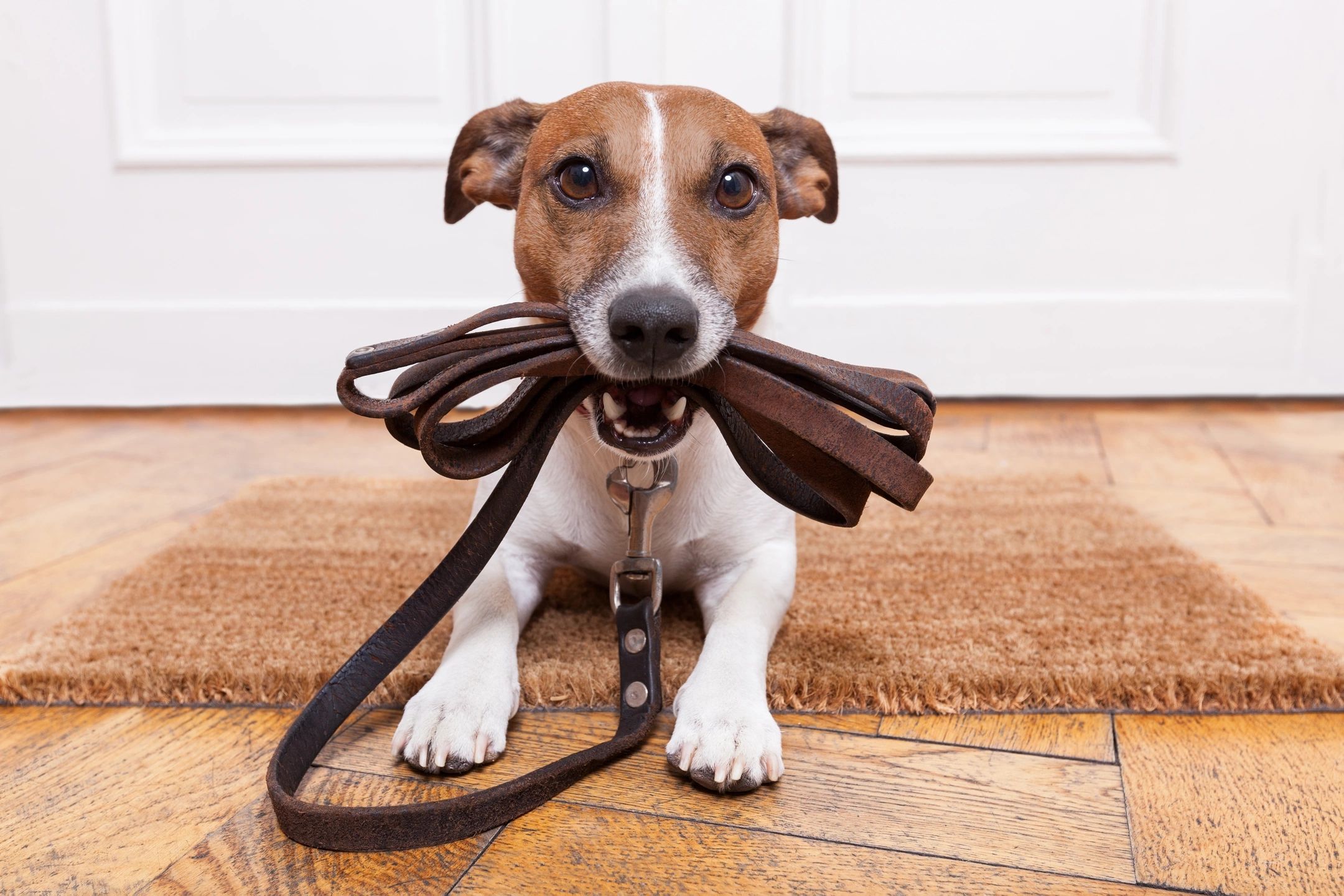 Dog waiting to be trained to leash walk